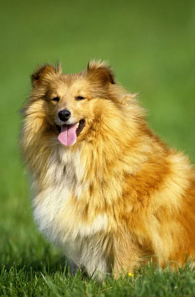 Shetland Sheepdog Hond Zit Gras Met Tong Uit — Stockfoto