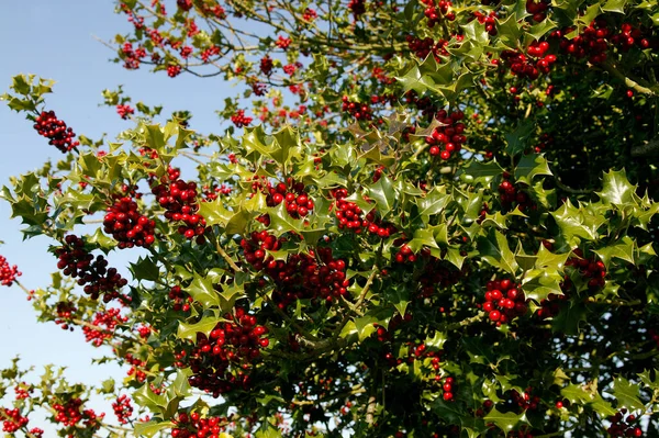Avrupalı Holly, ilex aquifolium ve Red Berries, Normandiya 'da Kış  