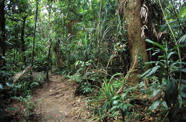 Floresta Tropical Com Vegetação Luxo Austrália — Fotografia de Stock