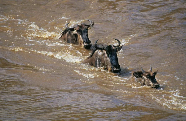 Blue Wildebeest Connochaetes Inrinus Группа Пересекающая Реку Мара Время Осамы — стоковое фото