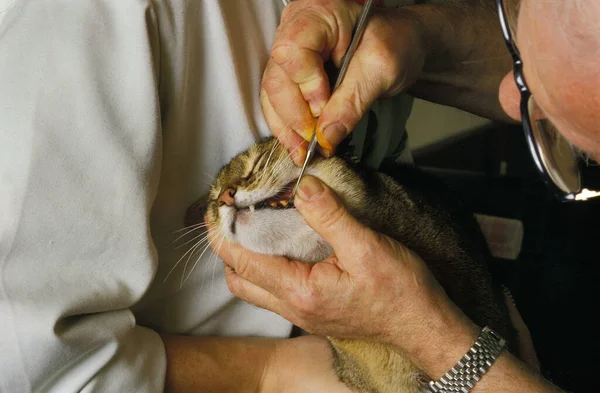 Vet scaling  Domestic Cat