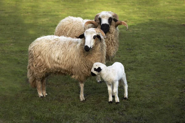 Thones Marthod Domestic Sheep Ram Ewe Lamb — Stock Photo, Image