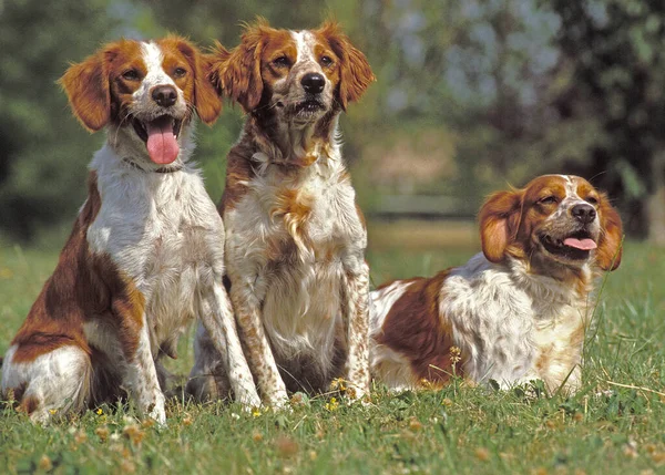 Britany Spaniel Perro Parado Césped — Foto de Stock