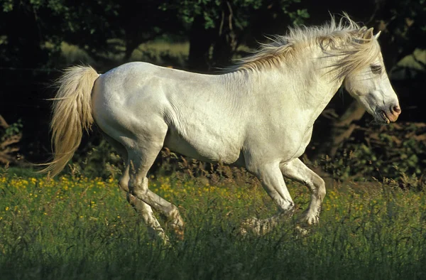 Camargue Paard Galloping Natuurlijke Achtergrond — Stockfoto
