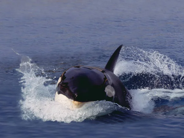 加拿大Orcinus Orca Adult Leaping杀人鲸 — 图库照片