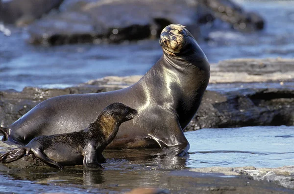 Galápagos Fur Seal Arctocephalus Galapagoensis Mãe Cachorro Ilhas Galápagos — Fotografia de Stock