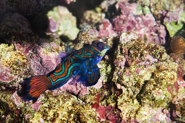Mandarynka Synchiropus Splendidus Kamuflaż Koralu — Zdjęcie stockowe