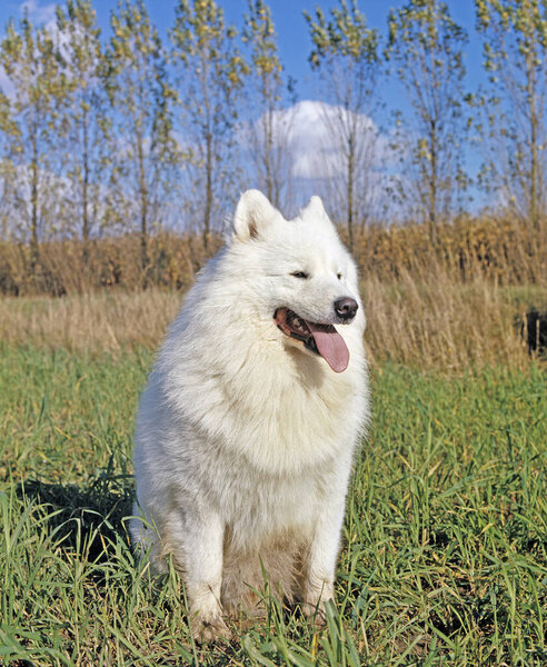 Samoyede Dog, natural background