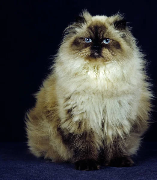 Ponto Vedação Colorido Gato Doméstico Persa Adulto Sentado Contra Fundo — Fotografia de Stock