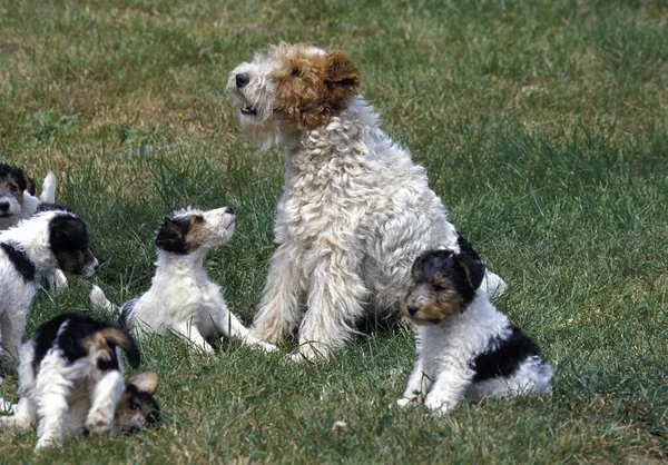 Καλώδια Fox Terrier Μητέρα Και Κουτάβι — Φωτογραφία Αρχείου