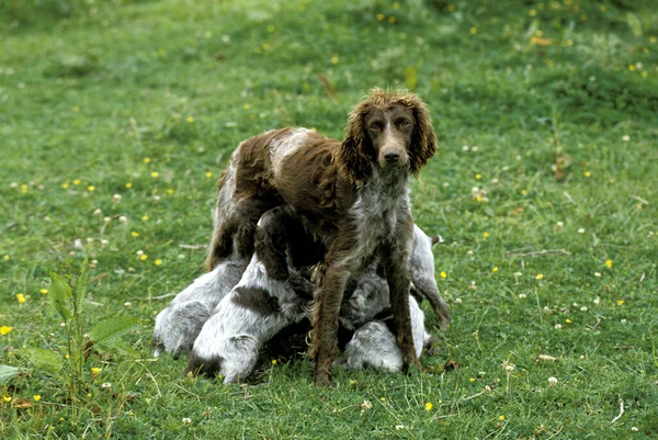 Pont Audemer Spaniel Dog Μητέρα Θηλάζοντα Κουτάβια — Φωτογραφία Αρχείου