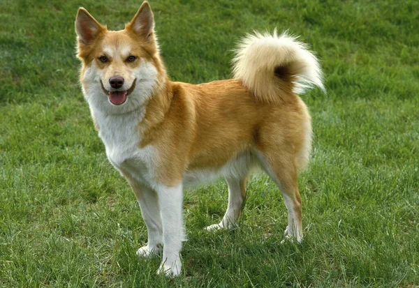 Siberian Laika Dog Breed Russia — Stock Photo, Image