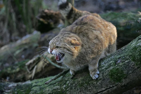 Europäische Wildkatze Felis Silvestris Adult Snarling — Stockfoto