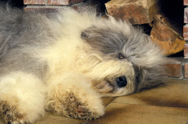 Bobtail Dog Eller Old English Sheepdog Sover Framför Brasan — Stockfoto