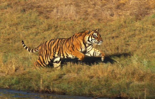 Bengáli Tigris Panthera Tigris Tigris Felnőtt Futás — Stock Fotó