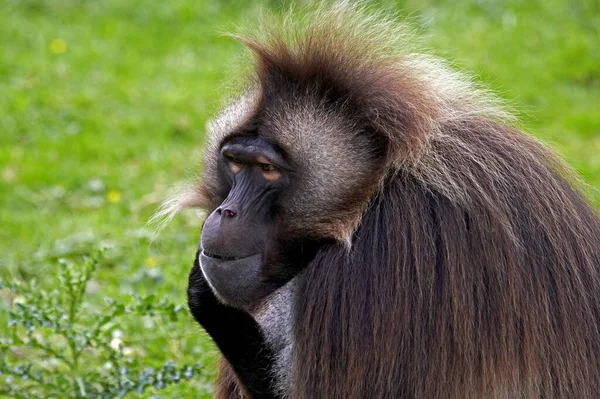 Gelada Baviaan Theropithecus Gelada Mannenportret — Stockfoto