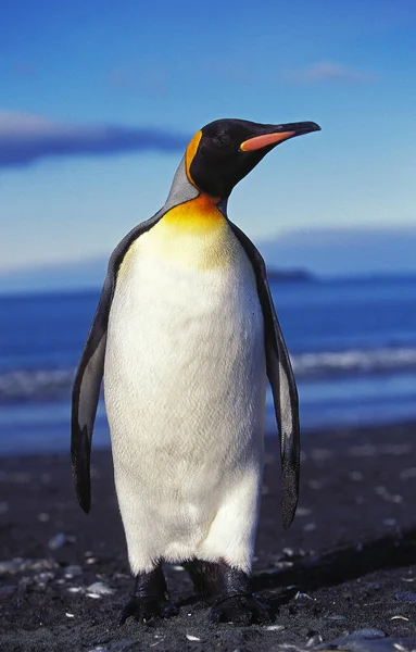 King Penguin Aptenodytes Patagonica Adulto Praia Salisbury Plain Geórgia Sul — Fotografia de Stock