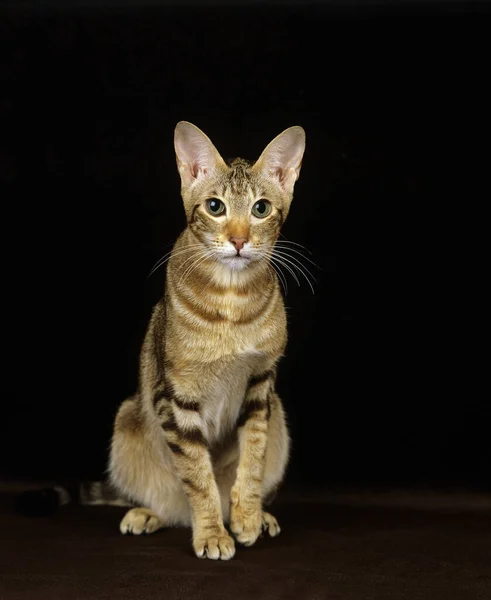 Oriental Marrón Tabby Doméstico Gato Contra Negro Fondo — Foto de Stock