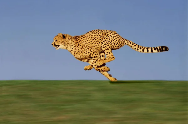 Cheetah Acinonyx Jubatus Adulto Que Atravessa Savannah — Fotografia de Stock
