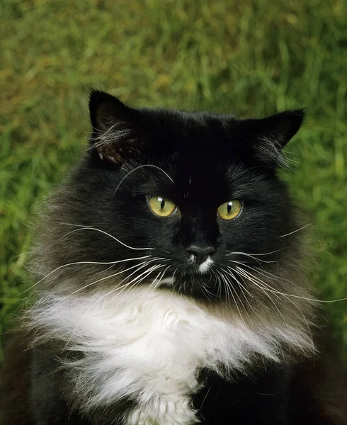 Schwarze Und Weiße Maine Coon Hauskatze — Stockfoto