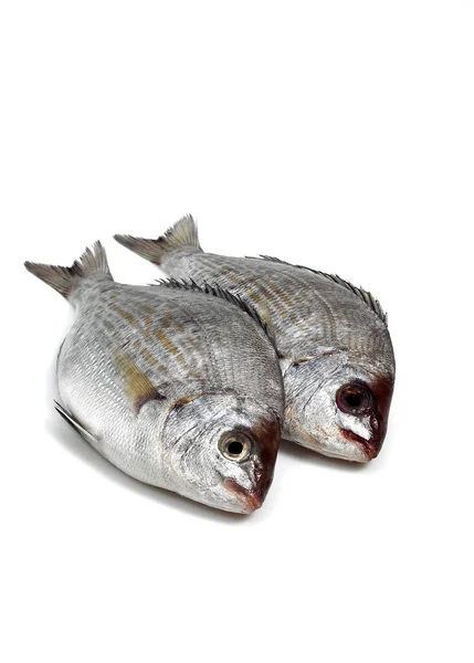 Grey Sea Bream Pondyliosoma Cantharus Fresh Fish White Background — Stock Photo, Image