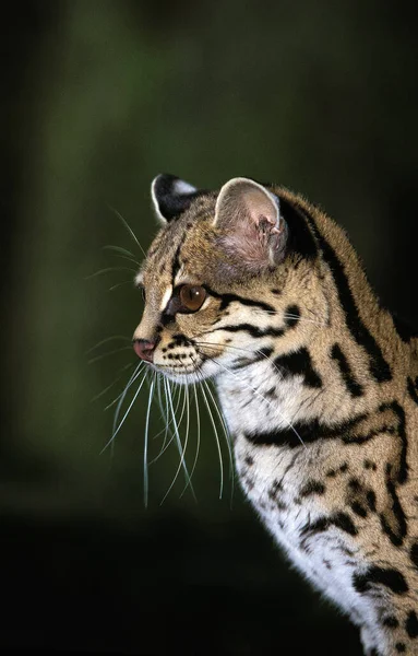 Margay Cat Leopardus Wiedi Portrét Dospělého — Stock fotografie