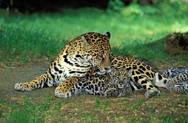 Jaguar Pantera Onca Madre Con Cachorro — Foto de Stock