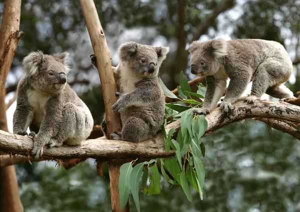 Koala Phascolarctos Cinereus Branch Avustralya Oturan Grup — Stok fotoğraf