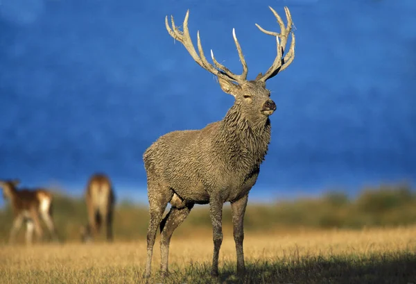 Red Deer Cervus Elaphus Stag — стоковое фото