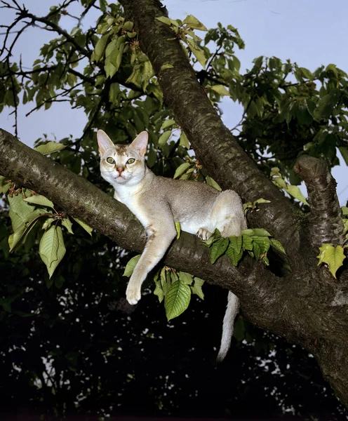 Singapura Gato Doméstico Árvore — Fotografia de Stock