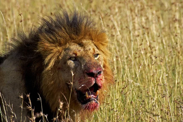Leão Africano Pantera Leo Masculino Com Matança Parque Masai Mara — Fotografia de Stock