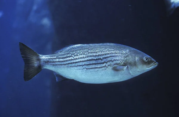 Striped Bass Morone Saxatilis — Stock fotografie