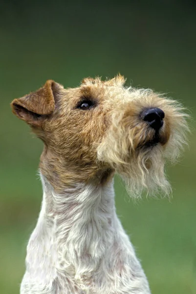 Ritratto Fox Terrier Con Capelli Filo — Foto Stock