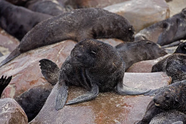 Νοτιοαφρικανική Σφραγίδα Γούνας Arctocephalus Pusillus Pup Στέκεται Βράχους Cape Cross — Φωτογραφία Αρχείου