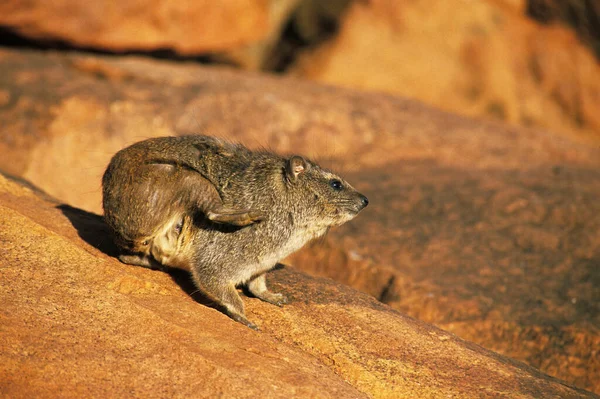 Rock Hyrax Cape Hyrax Procavia Capensis Adult Standing Rock Scratching — Stock Photo, Image