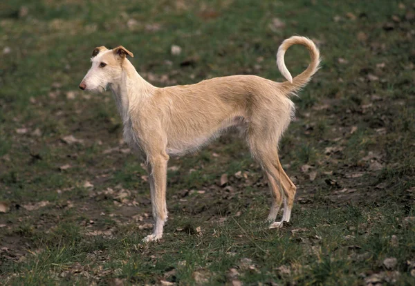 西班牙语Wire Haired Galgo或西班牙语Greyhound — 图库照片