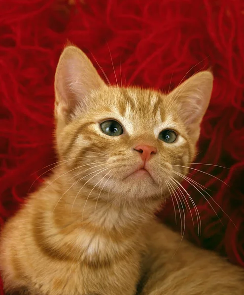 Κόκκινη Tabby Εγχώρια Γάτα Kitten Που Στο Μαλλί — Φωτογραφία Αρχείου
