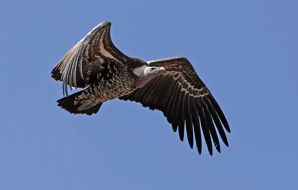 Ruppell Vulture Gyps Rueppellii Ενηλίκων Στην Πτήση Ενάντια Στον Γαλάζιο — Φωτογραφία Αρχείου