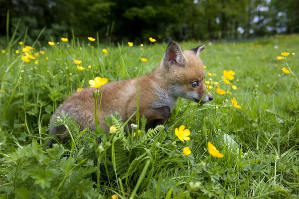 Red Fox Vulpes Vulpes Puppy Flowers Normandy — Stock Photo, Image