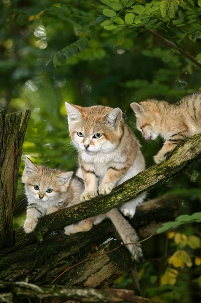 Sand Cat Felis Margarita Femmina Con Giovani Piedi Branch — Foto Stock