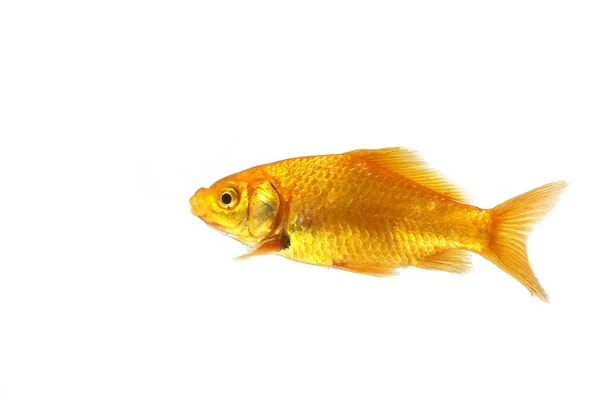 Goldfish Carassius Auratus Adult White Background — Stok fotoğraf