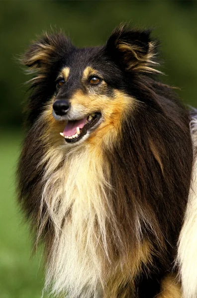 シェトランド シープドッグ 成犬の肖像 — ストック写真