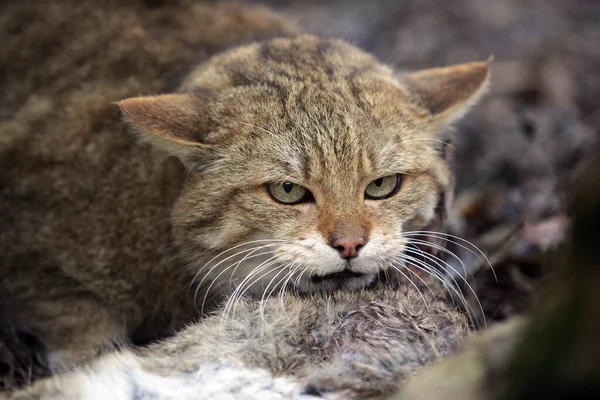 Europäische Wildkatze Felis Silvestris Tötung Eines Wildkaninchens — Stockfoto