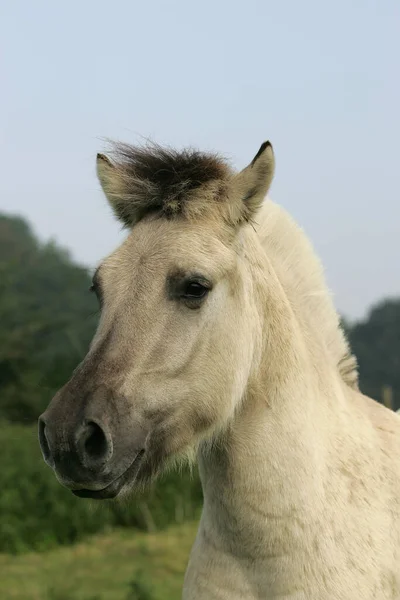 Cavallo Fiordo Norvegese Ritratto Puledro — Foto Stock