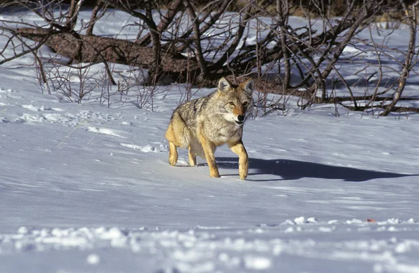 Coyote Canis Latrans Ενηλίκων Που Στέκονται Στο Χιόνι Montana — Φωτογραφία Αρχείου