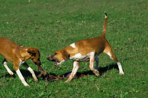 Μεγάλη Αγγλο Γαλλικό Λευκό Και Πορτοκαλί Κυνηγόσκυλο Σκύλος Τρώει Ζώο — Φωτογραφία Αρχείου