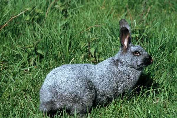 Argente Champagne Domestic Rabbit Una Raza Francesa — Foto de Stock