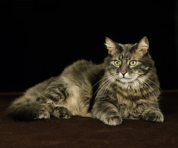 Skogkatt Hauskatze Liegt Vor Schwarzem Hintergrund — Stockfoto