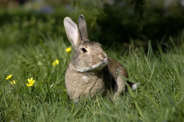 Avrupa Tavşanı Vahşi Tavşan Oryctolagus Cuniculus Çiçekli Yetişkin Normandiya — Stok fotoğraf