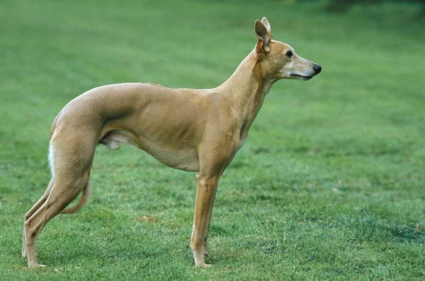 Macho Whippet Perro Pie Césped —  Fotos de Stock